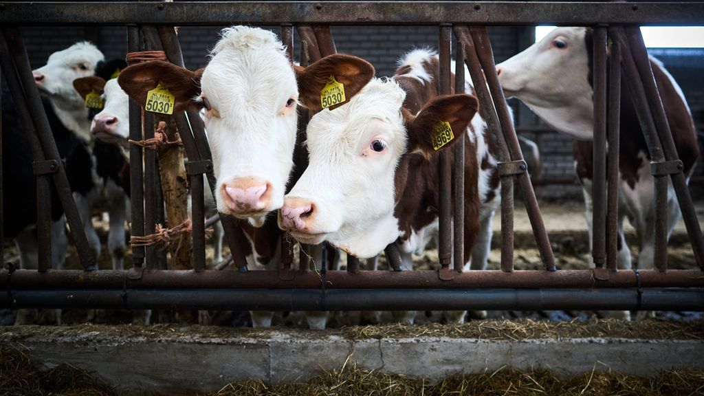Provincie Utrecht wil in 2027 van het stikstofslot met nieuw plan