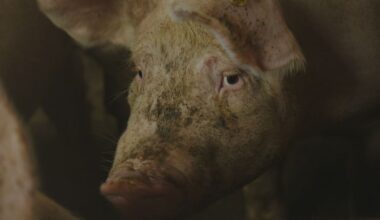 Wiersma streeft na druk toch naar stroomstootverbod in veehouderij per 1 januari