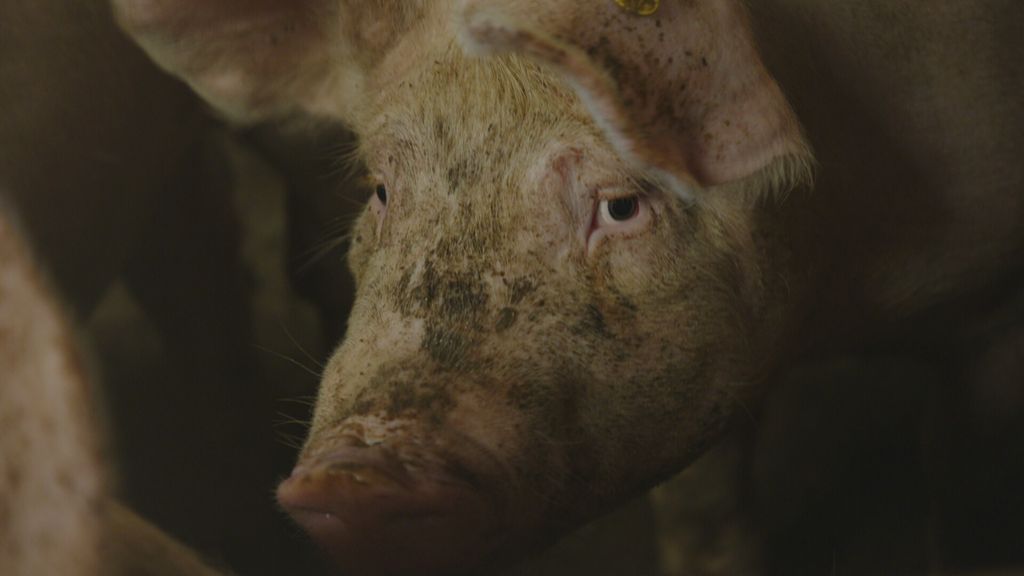 Wiersma streeft na druk toch naar stroomstootverbod in veehouderij per 1 januari