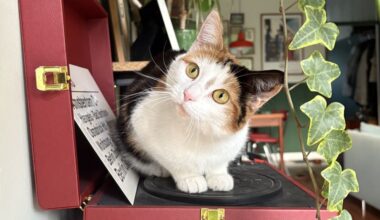 Huiskat kwam veel later naar Europa dan gedacht