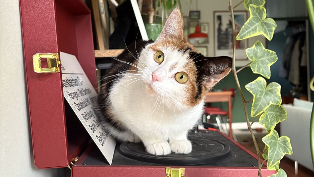 Huiskat kwam veel later naar Europa dan gedacht