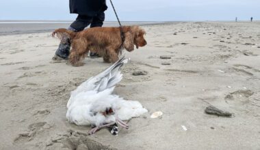 Moeten mensen zich zorgen maken om de vogelgriep?