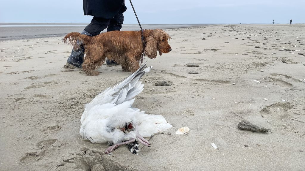 Moeten mensen zich zorgen maken om de vogelgriep?