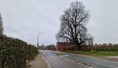Brabants dorp geeft dikste lindeboom van het land alle ruimte