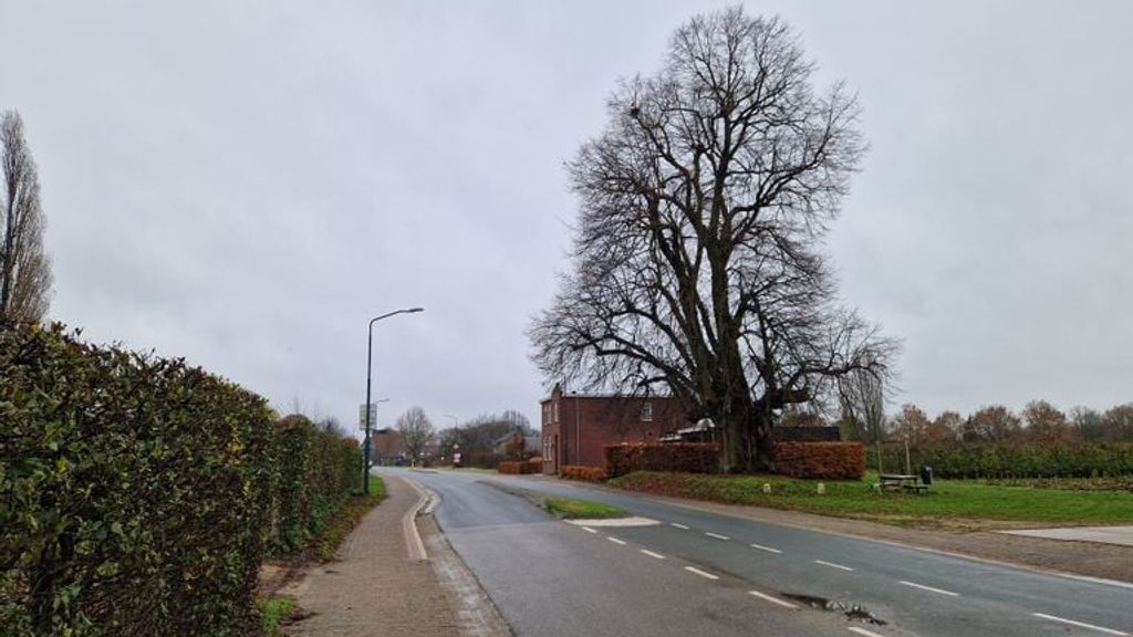 Brabants dorp geeft dikste lindeboom van het land alle ruimte