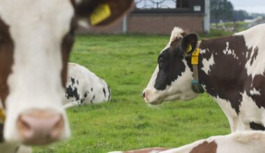 Prijsval zuivel en gewassen slaat gat in boerenvertrouwen