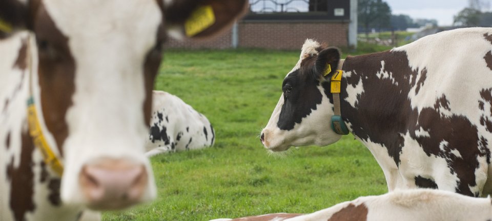 Prijsval zuivel en gewassen slaat gat in boerenvertrouwen
