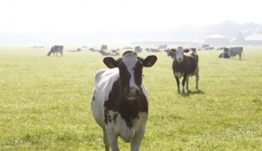 'Deens bericht over Bovaer is bangmakerij'