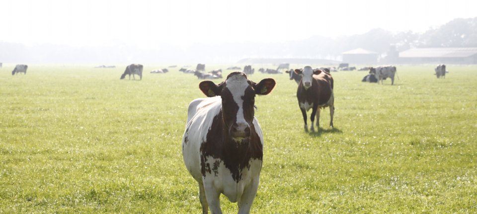 'Deens bericht over Bovaer is bangmakerij'