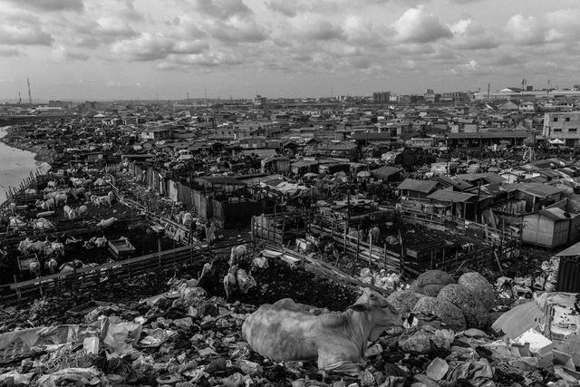 Een koe rust uit op een berg van plastic- en textielafval.                           