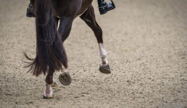 Jonge Spaanse dressuurruiter Adán Esterlich (24) overleden na verkeersongeluk