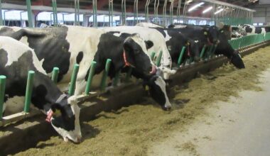 Onrust onder Deense melkveehouders: 'Koeien vallen om na gebruik Bovaer'