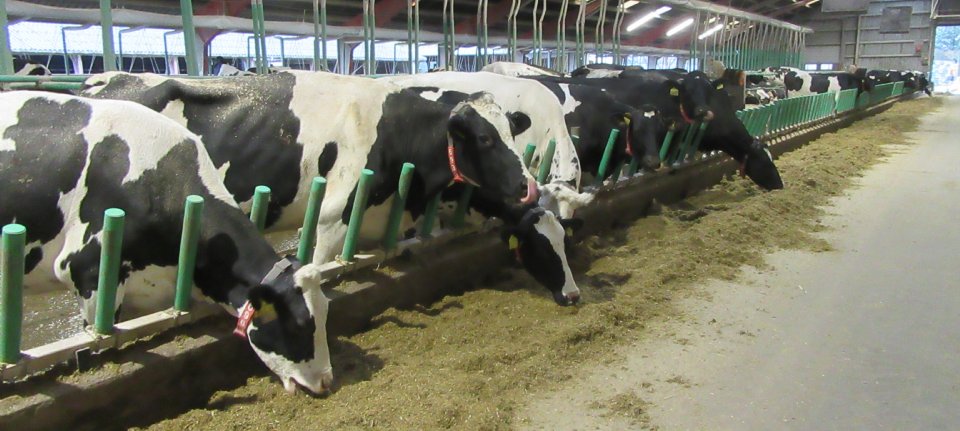 Onrust onder Deense melkveehouders: 'Koeien vallen om na gebruik Bovaer'