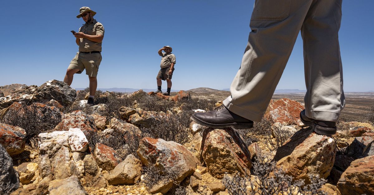 Schattige vetplantjes uit Zuid-Afrika worden illegaal verhandeld: ‘Verzamelaars willen een plant die uit het veld komt’