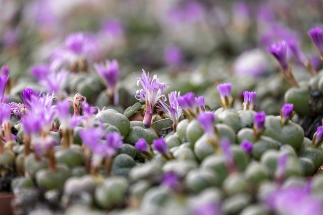 De vetplant Conophytum ficiforme is een van de gewilde planten in Zuid-Afrika.