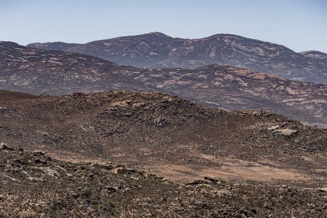 Onder andere in de bergen bij Springbok is het illegaal plukken van vetplanten een groot probleem. 