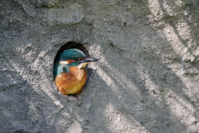 Natuurlijke nestelplekken zijn in Nederland in de loop der tijd schaars geworden.