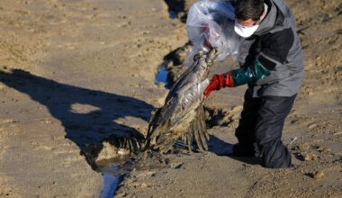 In Europa waren nooit eerder zoveel wilde vogels besmet met vogelgriep