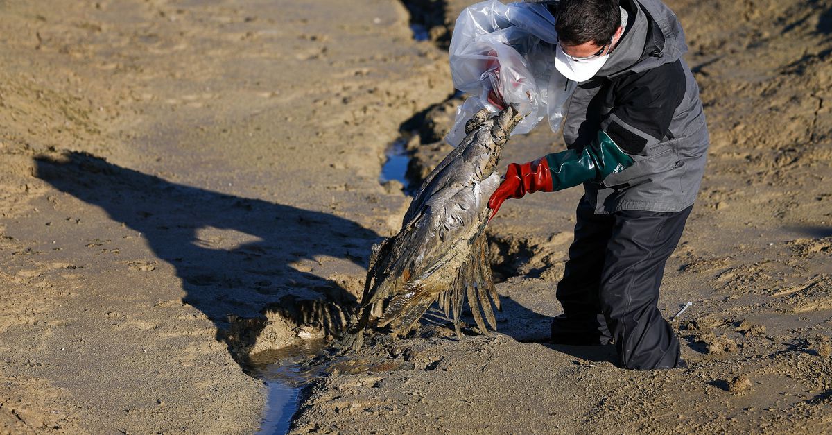 In Europa waren nooit eerder zoveel wilde vogels besmet met vogelgriep