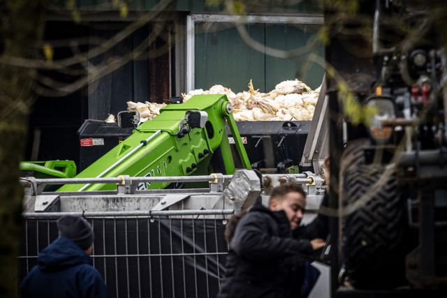 Kippen worden woensdag geruimd bij een vleeskuikenbedrijf waar vogelgriep is vastgesteld. Sinds vorige maand zijn er weer gevallen van vogelgriep in Nederland en is een landelijke ophokplicht van kracht. 