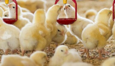 Vogelgriepdreiging verslechtert verder - Nieuwe Oogst