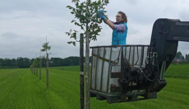 Familie Aarts combineert melkvee met walnoten