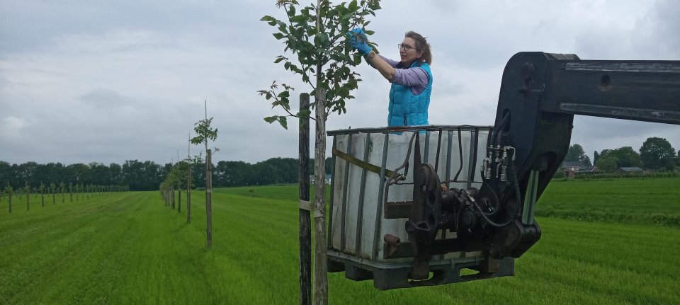 Familie Aarts combineert melkvee met walnoten