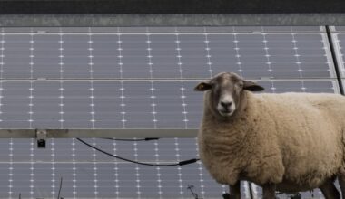 Geen landbouwvrijstelling bij oogsten zonne-energie, al lopen er schapen onder