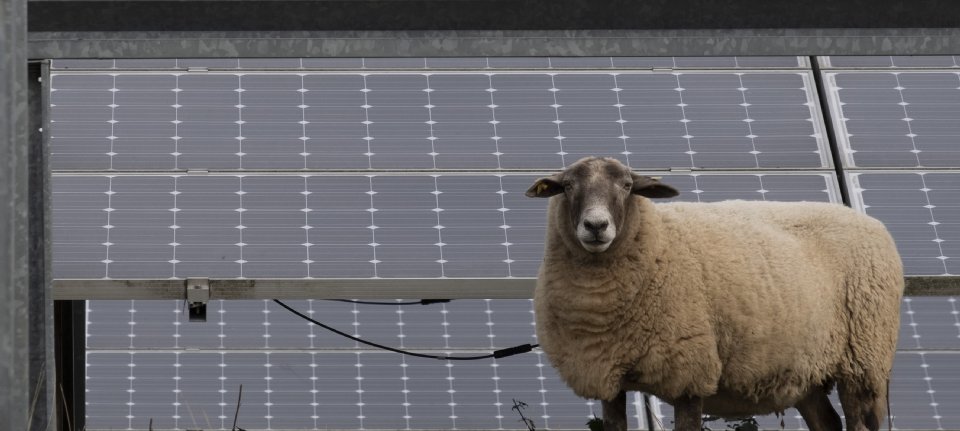 Geen landbouwvrijstelling bij oogsten zonne-energie, al lopen er schapen onder