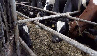 Melkveehouder ontwikkelt automatische voerband - Nieuwe Oogst