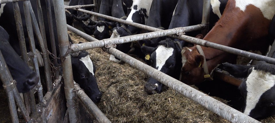 Melkveehouder ontwikkelt automatische voerband - Nieuwe Oogst