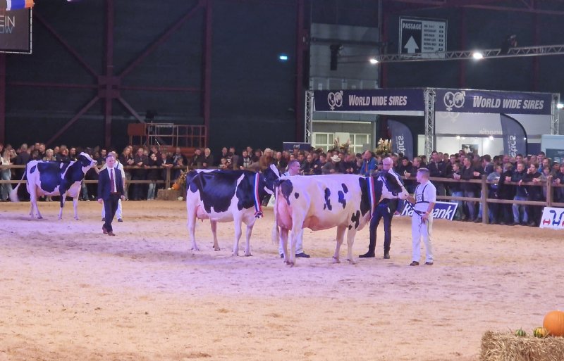 Rechts reservekampioen Heerenbrink Volina 86. Midden kampioen Lambda Ashlyn en links eervolle vermelding Sanne 43