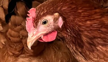 Aantal vogelgriepuitbraken blijft stijgen, ook in buitenland