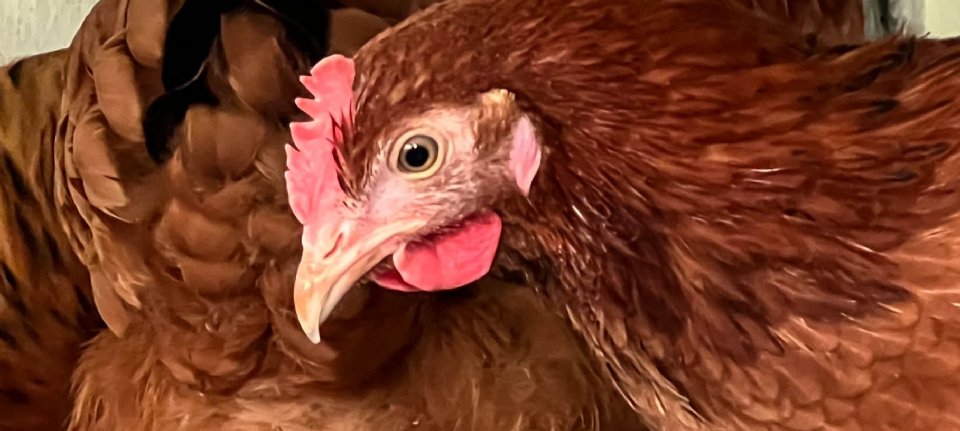 Aantal vogelgriepuitbraken blijft stijgen, ook in buitenland