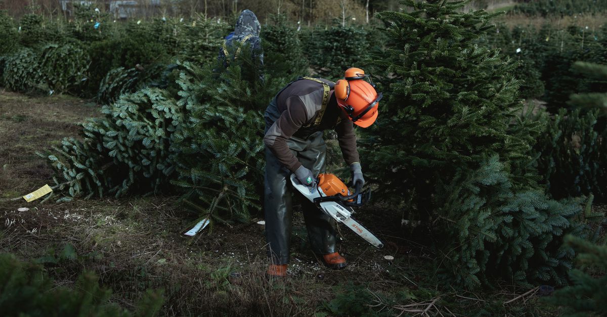600.000 kerstbomen omzagen? Dat is geen werk, dat is hobby, zegt de Deense kweker