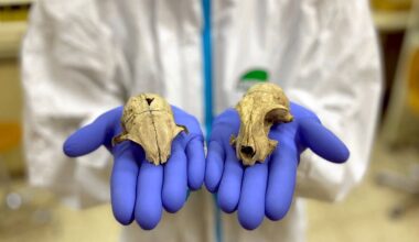 Huiskat en Romeinen - NRC