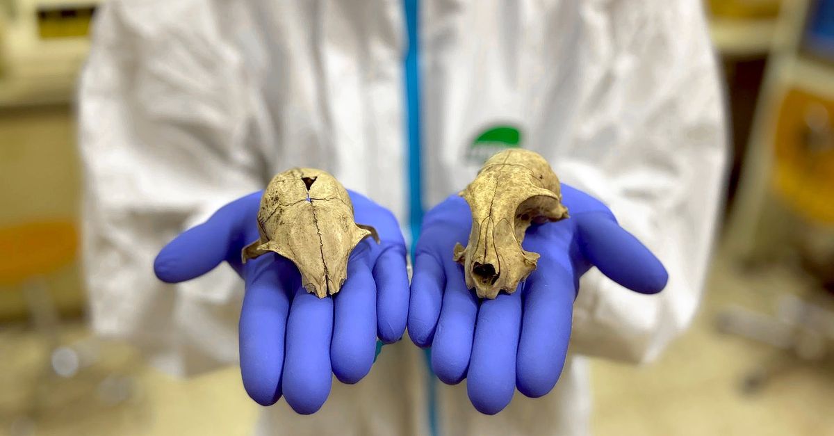 Huiskat en Romeinen - NRC