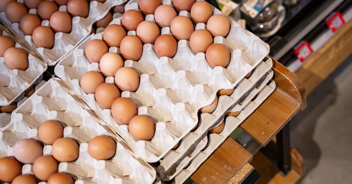 Kippenboeren zitten klem door vogelgriep en stikstof, terwijl het ei juist steeds geliefder (en duurder) is. Hoe verder?