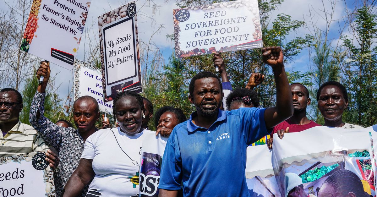 Keniaanse boeren winnen zaak om omstreden zadenwet