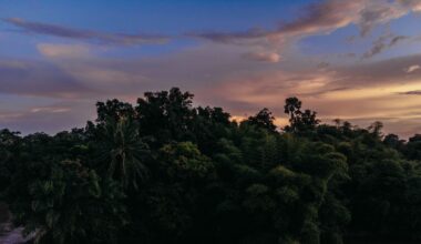Onderzoek: Afrikaanse bossen zijn niet langer een opslag voor koolstof maar een bron van uitstoot