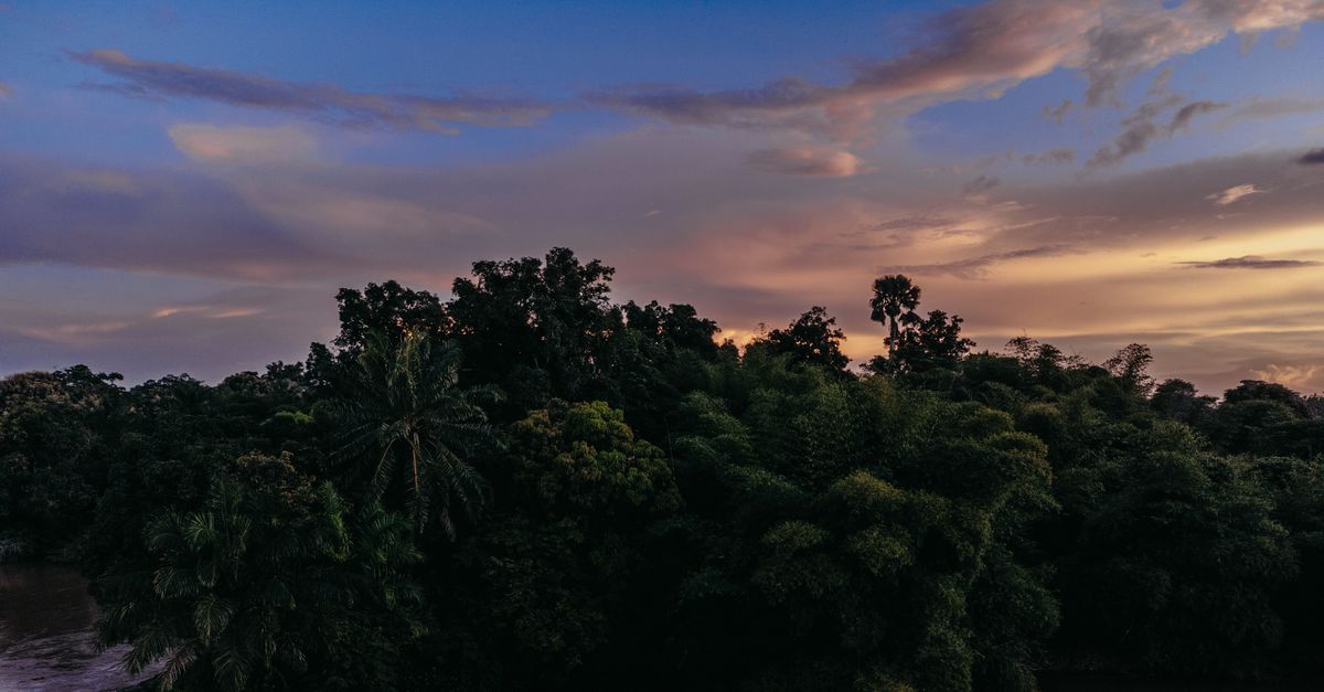 Onderzoek: Afrikaanse bossen zijn niet langer een opslag voor koolstof maar een bron van uitstoot