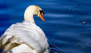 Tientallen zwanen met vogelgriep in natuurgebied bij Den Haag: ’Ze lijden enorm’