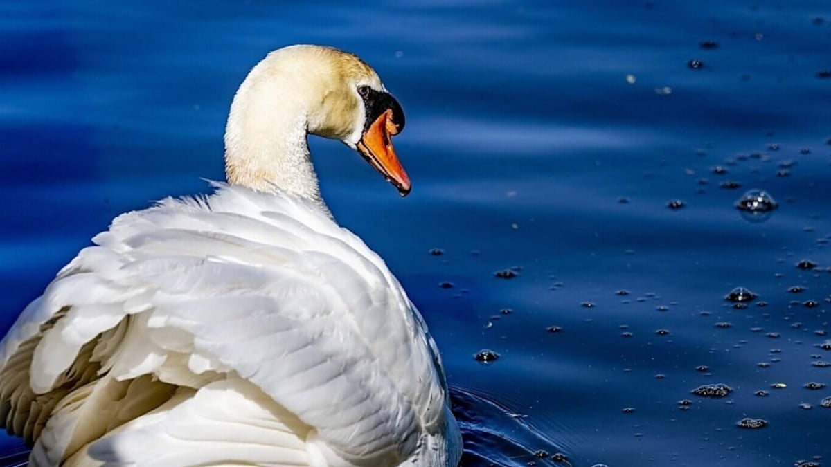 Tientallen zwanen met vogelgriep in natuurgebied bij Den Haag: ’Ze lijden enorm’