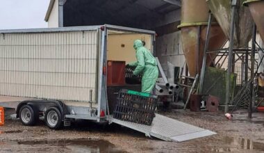 Vogelgriep treft boerderij Myrna en Jan voor de tweede keer: "Het is heel erg stil buiten"