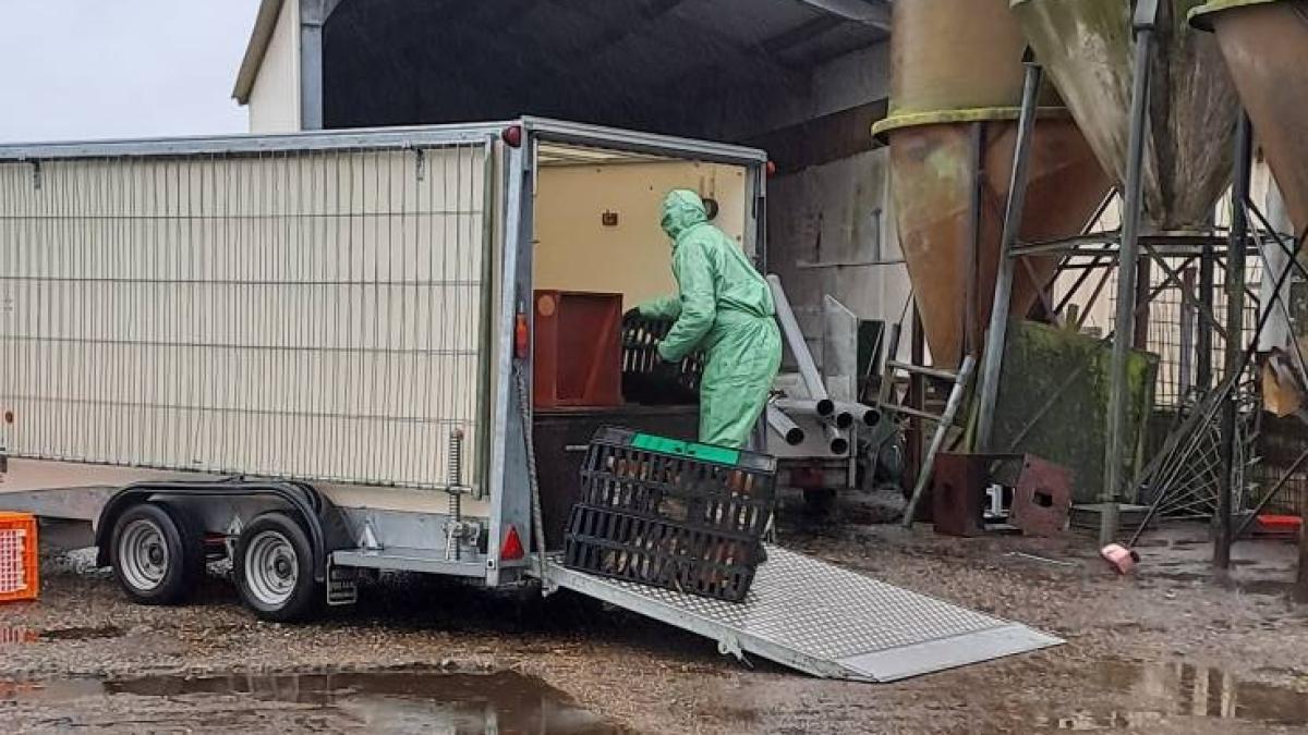 Vogelgriep treft boerderij Myrna en Jan voor de tweede keer: "Het is heel erg stil buiten"