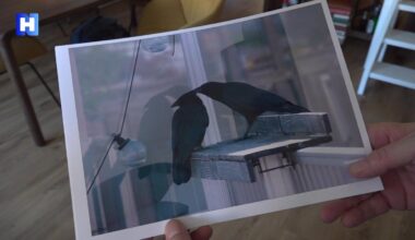 Fotograaf Arne prijst de schoonheid van de vaak afgekraakte kraai