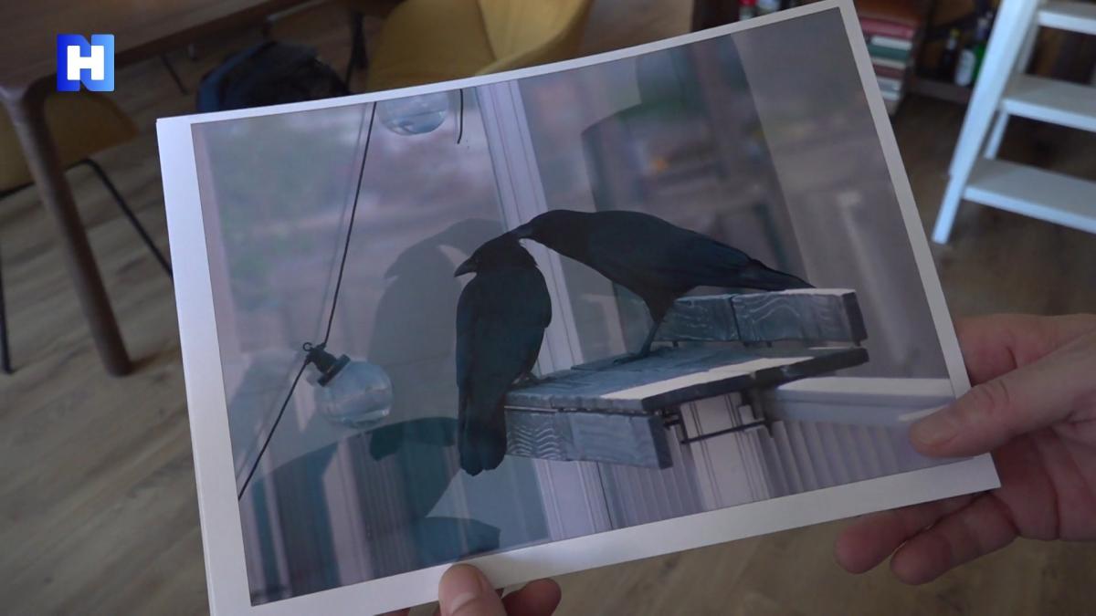 Fotograaf Arne prijst de schoonheid van de vaak afgekraakte kraai