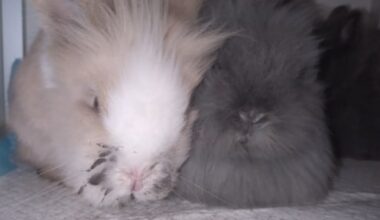 Ernstig verwaarloosde dieren binnengekomen bij opvang Groningen