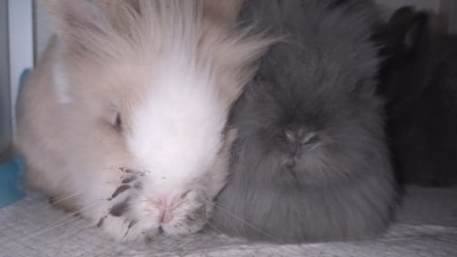 Ernstig verwaarloosde dieren binnengekomen bij opvang Groningen