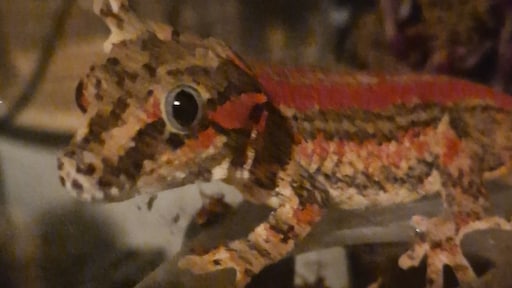 'Dachten dat het een grap was'